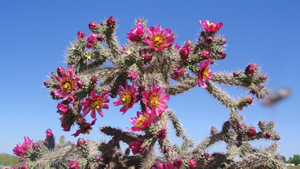 Desert Ecology